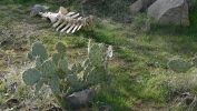 PICTURES/Pinal City Ghost Town - Legends of Superior Trails/t_Cow Bones5.JPG